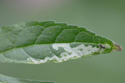 Chromatomyia sp.