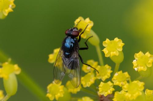 Réf. 291 149 : Eudasyphora cyanicolor
