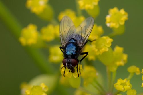 Réf. 291 150 : Eudasyphora cyanicolor