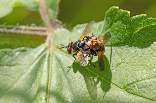 Gymnosoma sp.