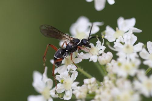 Réf. 291 333 : Ceropales maculata