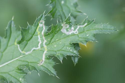 Phytomyza spinaciae