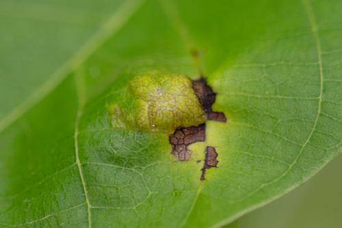 Aceria erinea