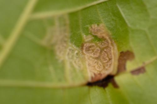 Aceria erinea
