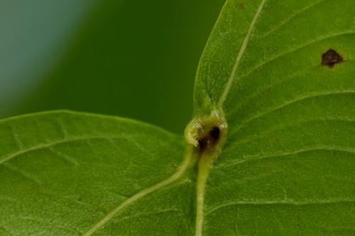 Aceria tristriata