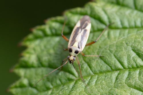 Stenotus binotatus