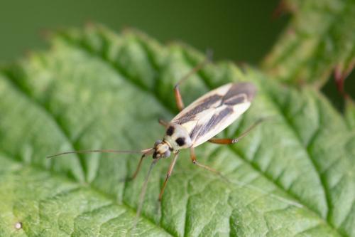 Stenotus binotatus