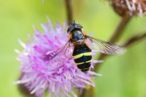 Réf. 291 574 : Dasysyrphus tricinctus