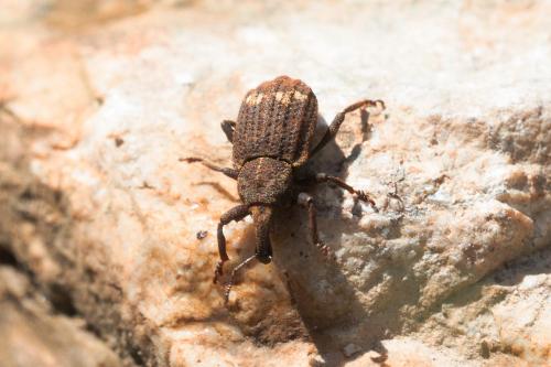 Plinthus findelii