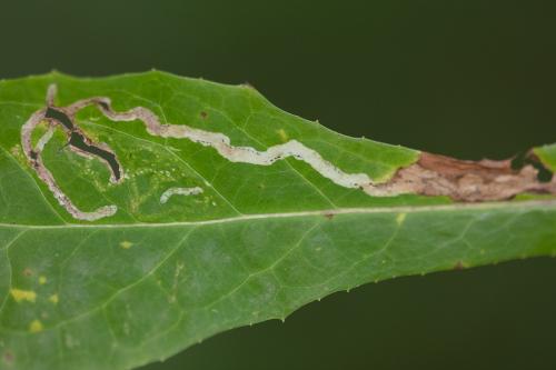 Liriomyza puella