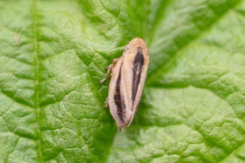 Philaenus spumarius