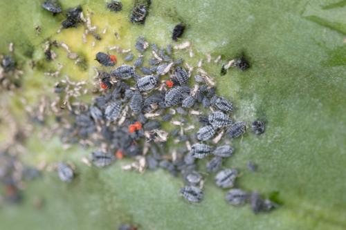Réf. 291 598 : Aphis fabae