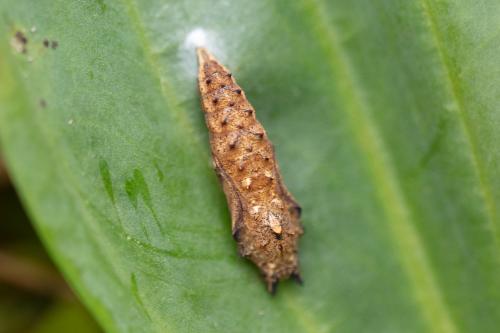 Aglais urticae