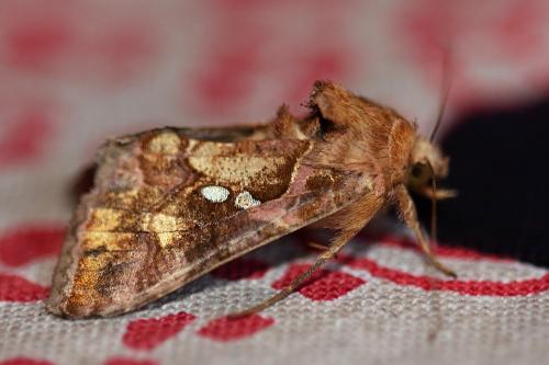 Réf. 291 785 : Chrysodeixis chalcites