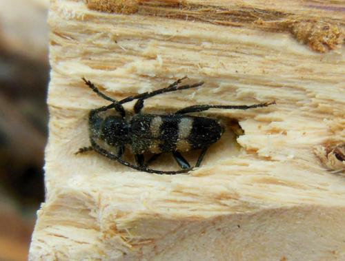 Semanotus laurasii corsicus