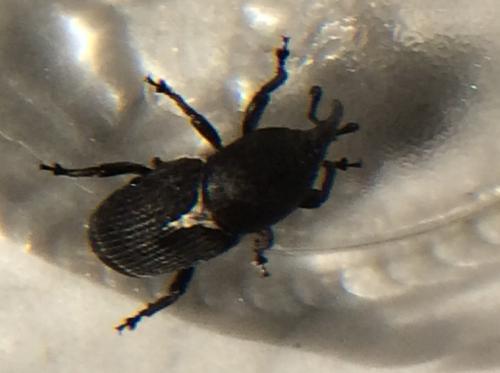 Scyphophorus acupunctatus