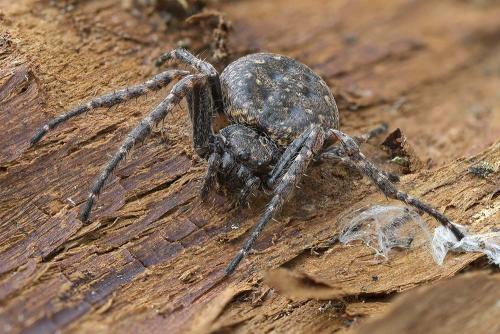 Réf. 291 485 : Nuctenea umbratica