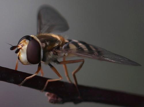 Réf. 291 559 : Eupeodes sp.