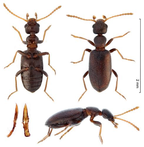 Réf. 291 159 : Anthicus luteicornis