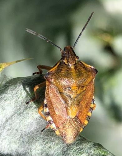 Réf. 291 643 : Carpocoris purpureipennis