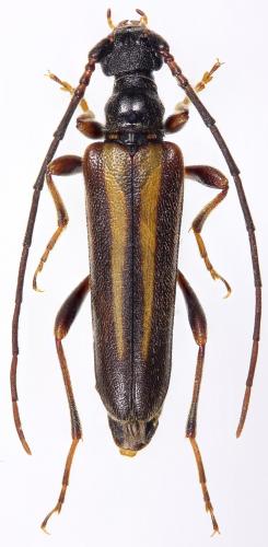Cornumutila lineata