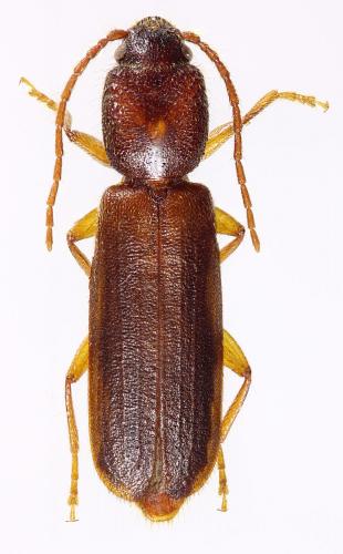 Nothorhina muricata