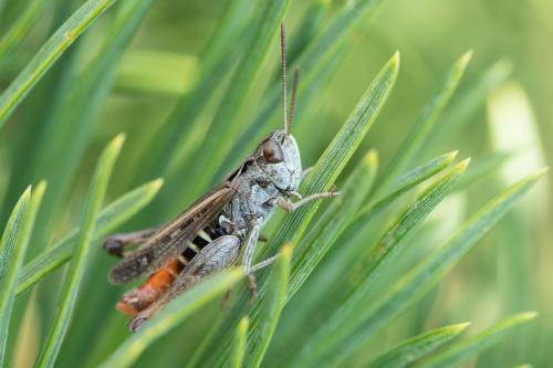 Réf. 291 451 : Omocestus haemorrhoidalis haemorrhoidalis