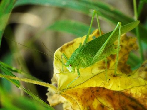 Phaneroptera nana