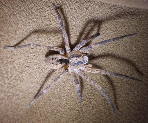 Réf. 291 343 : Zoropsis spinimana