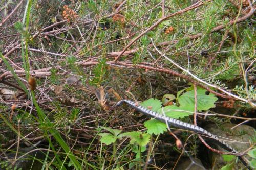 Réf. 291 429 : Mantis religiosa