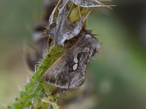 Réf. 291 316 : Plusiinae inconnu