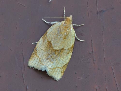 Clepsis rurinana