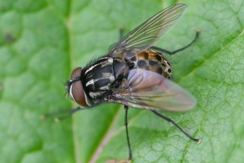 Réf. 291 193 : Graphomya maculata