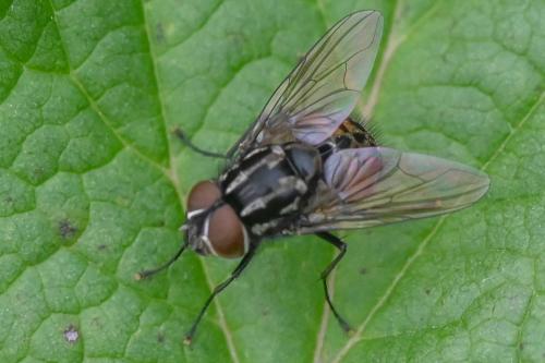 Réf. 291 203 : Graphomya maculata