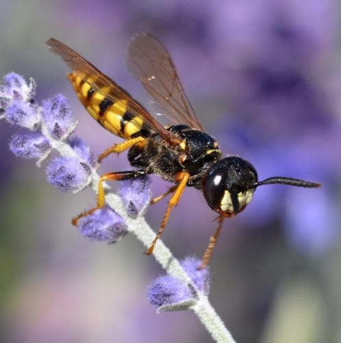 Réf. 291 560 : Philanthus triangulum