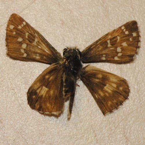 Réf. 291 442 : Pyrgus armoricanus