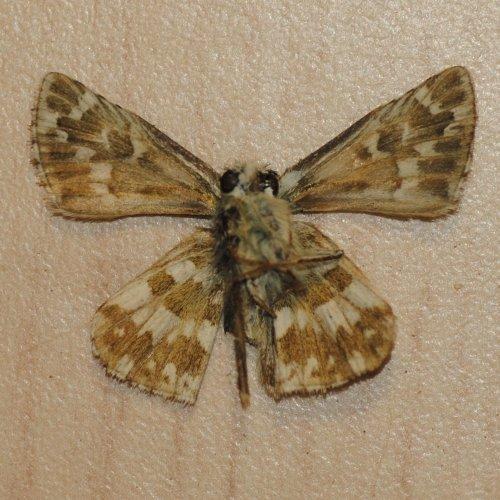 Réf. 291 443 : Pyrgus armoricanus