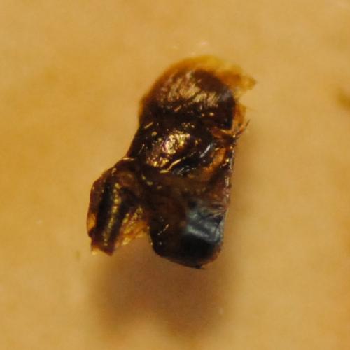 Réf. 291 444 : Pyrgus armoricanus