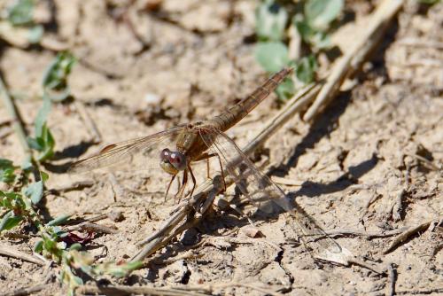 Réf. 291 544 : Crocothemis erythraea