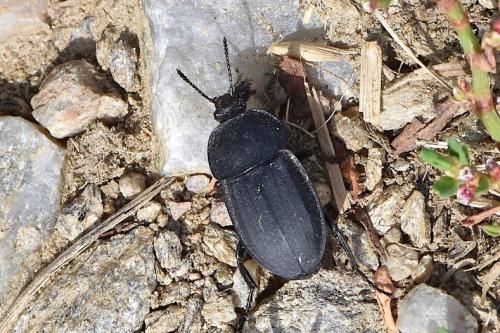 Silpha sp.