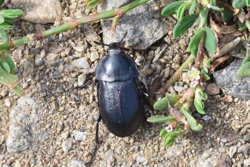 Silpha tyrolensis