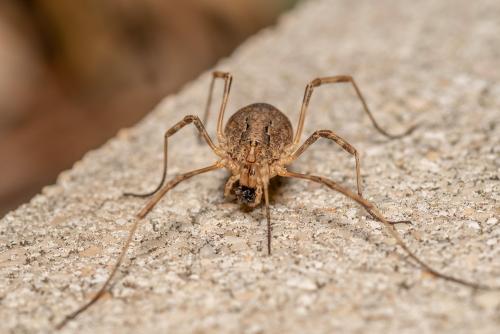 Odiellus spinosus