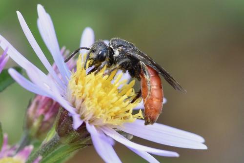 Réf. 291 474 : Sphecodes albilabris