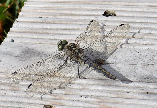 Orthetrum cancellatum