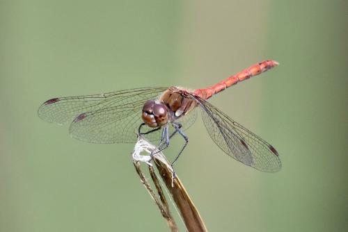 Sympetrum striolatum