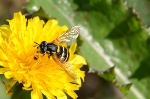 Réf. 291 832 : Chrysotoxum arcuatum
