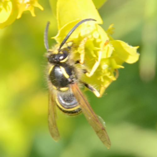 Dolichovespula sp.