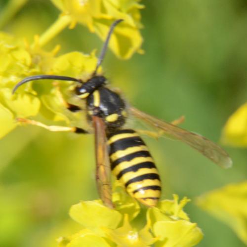 Dolichovespula sp.