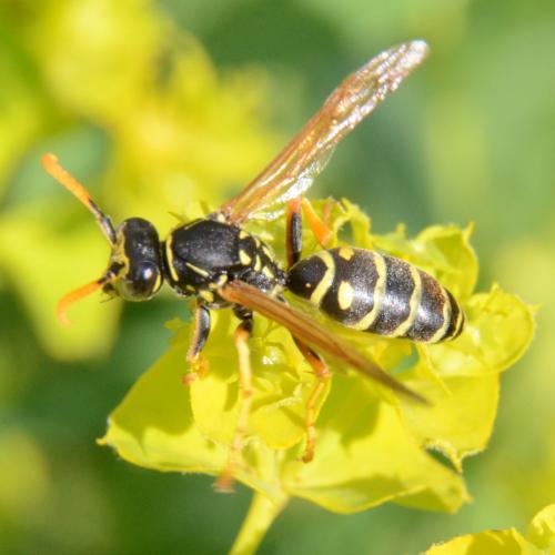 Réf. 291 628 : Polistes dominula