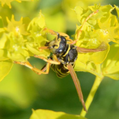 Polistes dominula
